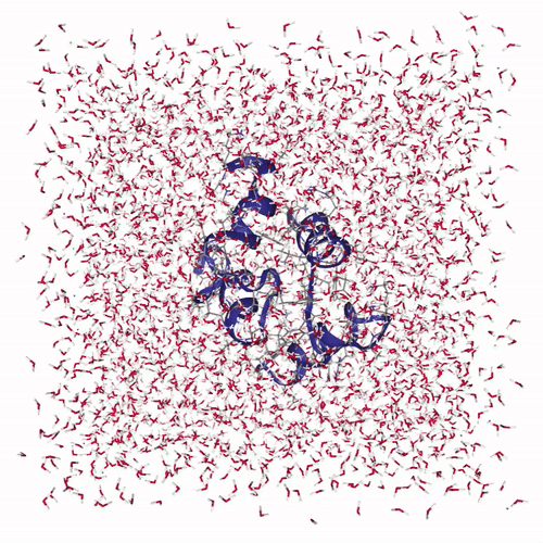 Protein relaxation simulation